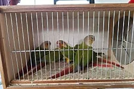 Papugi rudosterki