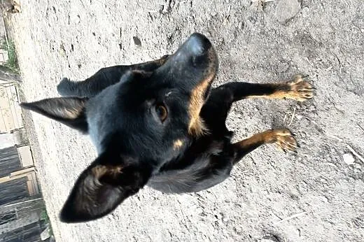 Suczka w typie pinczera szuka domku,  wielkopolskie Poznań