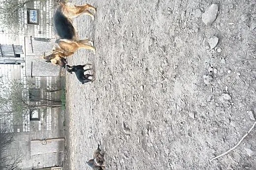 Suczka w typie pinczera szuka domku,  wielkopolski
