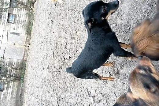 Suczka w typie pinczera szuka domku,  wielkopolski