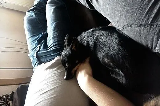 Suczka w typie pinczera szuka domku,  wielkopolski