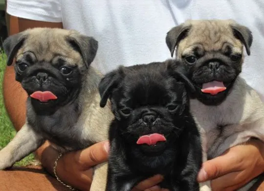 Pug Mopsik Pugs (FCI)...............................email.... {{smagdalena227@gmail.com}}