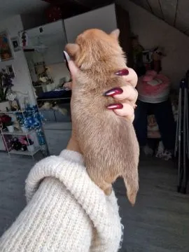 Cudowny piesek Chihuahua w kolorze brązowym o imieniu Dalwin, , Nowa Ruda