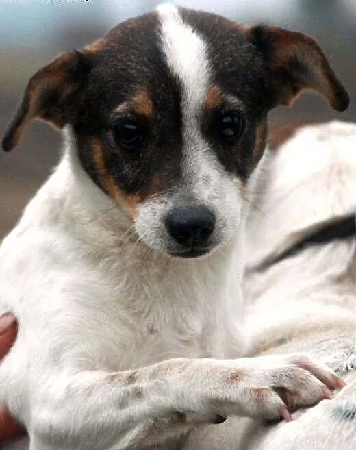 Szczeniak malutka suczka 4 mce Słiti ADOPCJA, mał