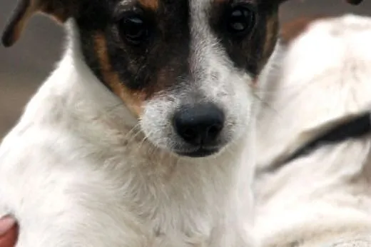 Szczeniak malutka suczka 4 mce Słiti ADOPCJA, małopolskie Kraków