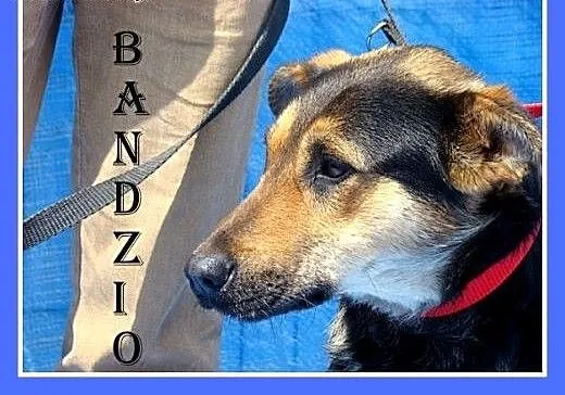 Owczarek mix,młody,wesoły,przyjazny pies BANDZIO.k