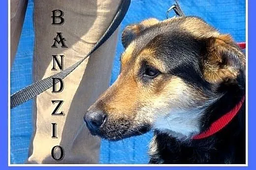 Owczarek mix,młody,wesoły,przyjazny pies BANDZIO.k