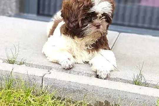 Shih tzu suczka szczenię