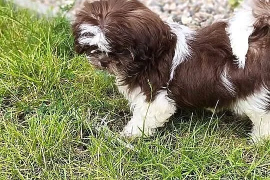 Shih tzu suczka szczenię, Wielkopolskie, Poznań