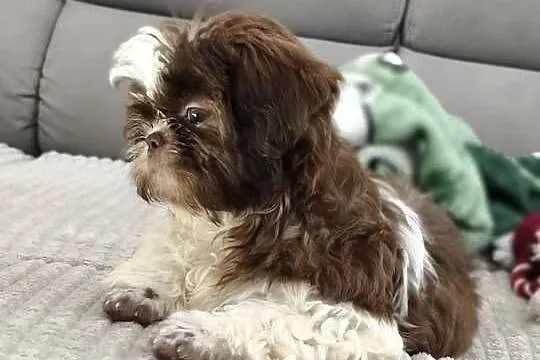 Shih tzu suczka szczenię, Wielkopolskie, Poznań