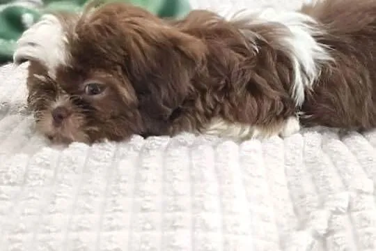 Shih tzu suczka szczenię, Wielkopolskie, Poznań