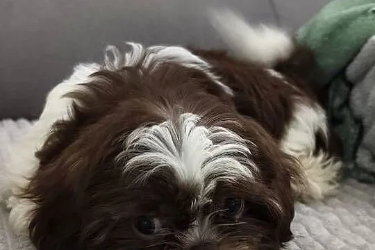 Shih tzu suczka szczenię, Wielkopolskie, Poznań