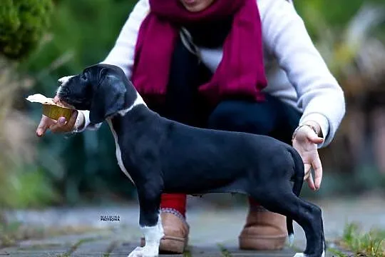 Dog niemiecki samiec plaszczowy 10 tyg rodowodowy