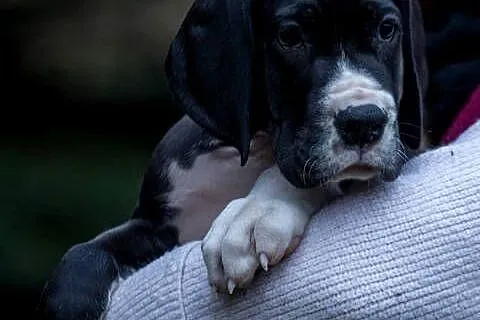 Dog niemiecki samiec plaszczowy 10 tyg rodowodowy, Mazowieckie, Mszczonów