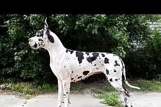 Dog niemiecki samiec plaszczowy 10 tyg rodowodowy, Mazowieckie, Mszczonów