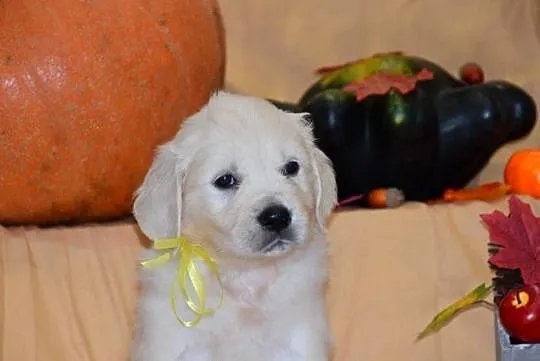 Szczenięta Golden retriever zkwp FCi, Mazowieckie, Łochów