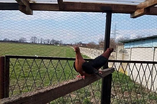 GILE miedziane,samiczki, Dolnośląskie, Głogów