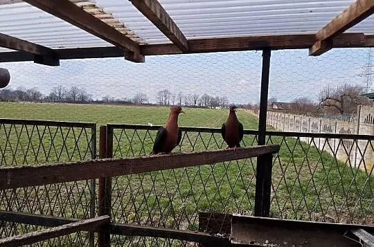 GILE miedziane,samiczki, Dolnośląskie, Głogów
