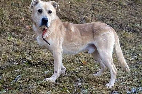 Asko - kochany przytulas :),  warmińsko-mazurskie 
