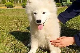 Samoyed ZKwP FCI Szczeniak Samojed