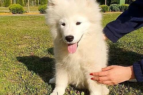 Samoyed ZKwP FCI Szczeniak Samojed, Kujawsko-pomorskie, Tuchola