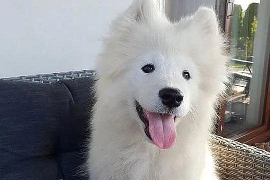 Samoyed ZKwP FCI Szczeniak Samojed, Kujawsko-pomorskie, Tuchola