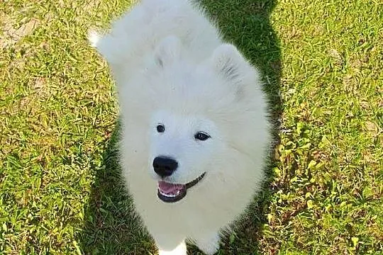Samoyed ZKwP FCI Szczeniak Samojed, Kujawsko-pomorskie, Tuchola