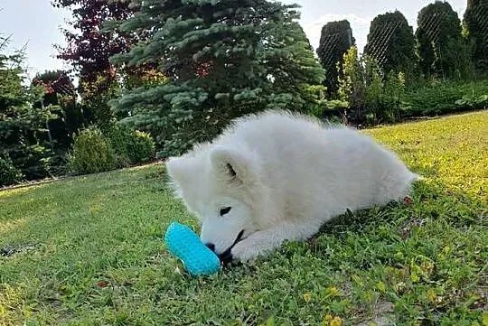 Samoyed ZKwP FCI Szczeniak Samojed, Kujawsko-pomorskie, Tuchola