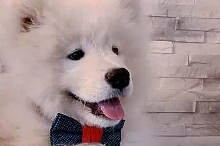 Samoyed ZKwP FCI Szczeniak Samojed, Kujawsko-pomorskie, Tuchola