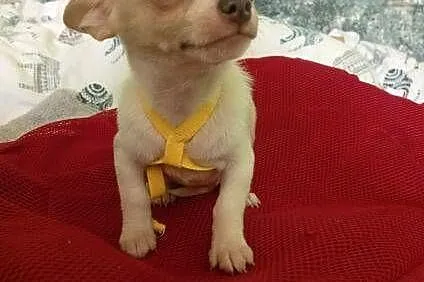 Pieski Ciuhuahua