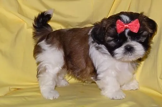 śliczne szczenięta shih tzu trikolor i czekoladowo