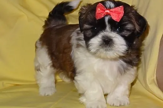 śliczne szczenięta shih tzu trikolor i czekoladowo