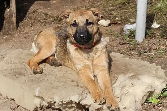 Na miłość i domek czekają sunie Fifi i Fiona