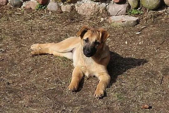 Na miłość i domek czekają sunie Fifi i Fiona
