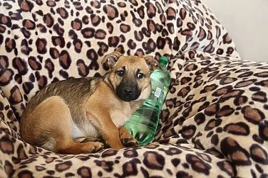 Na miłość i domek czekają sunie Fifi i Fiona