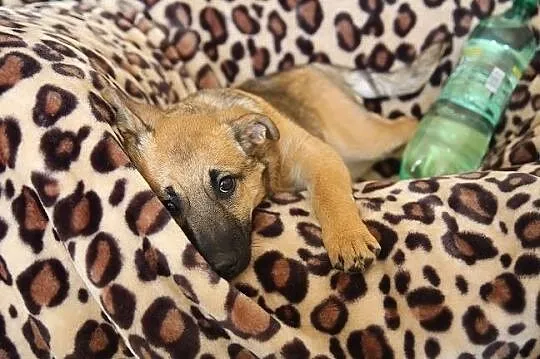 Na miłość i domek czekają sunie Fifi i Fiona