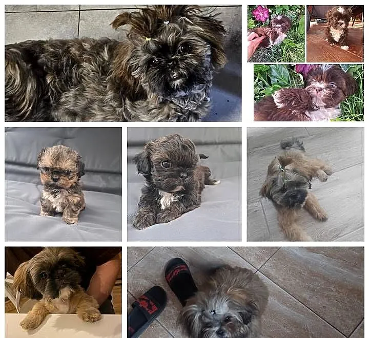 Shih tzu pieski, suczki z genem czekoladowym, Podkarpackie, Rzeszów