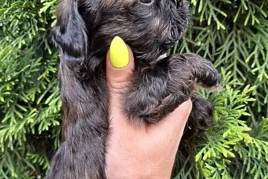 Shih tzu pieski, suczki z genem czekoladowym, Podkarpackie, Rzeszów