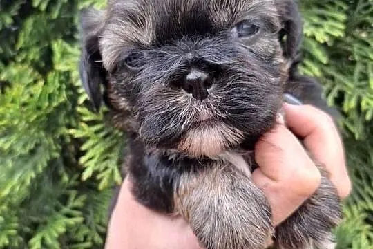 Shih tzu pieski, suczki z genem czekoladowym, Podkarpackie, Rzeszów