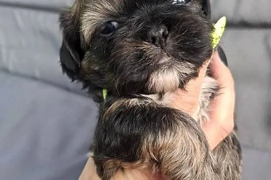 Shih tzu pieski, suczki z genem czekoladowym, Podkarpackie, Rzeszów