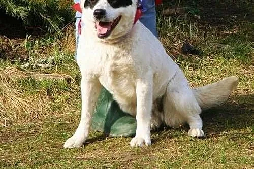 Mistra - biało czarna krówka do adopcji,  świętokrzyskie Kielce