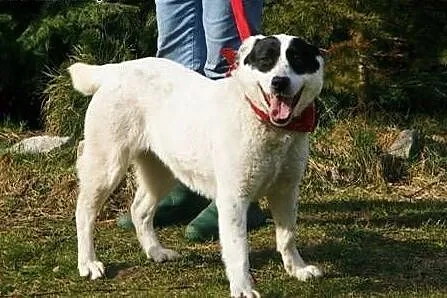 Mistra - biało czarna krówka do adopcji,  świętokr