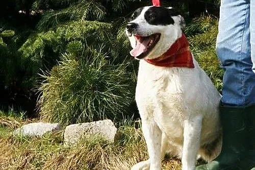 Mistra - biało czarna krówka do adopcji,  świętokr