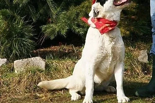 Mistra - biało czarna krówka do adopcji,  świętokr