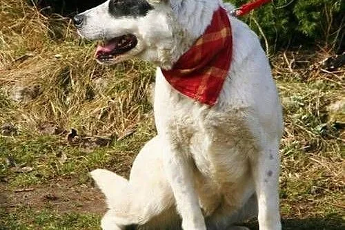 Mistra - biało czarna krówka do adopcji,  świętokr