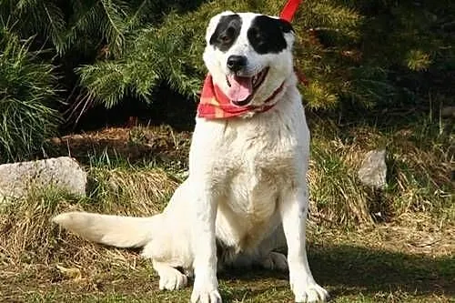 Mistra - biało czarna krówka do adopcji,  świętokr