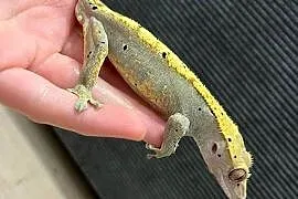 Gekon Orzęsiony samiec Dalmatian dorosły bicolor