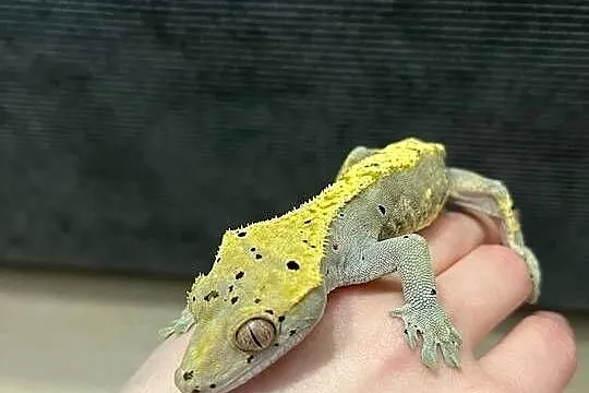 Gekon Orzęsiony samiec Dalmatian dorosły bicolor, Śląskie, Bielsko-Biała