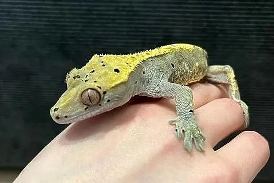 Gekon Orzęsiony samiec Dalmatian dorosły bicolor, Śląskie, Bielsko-Biała