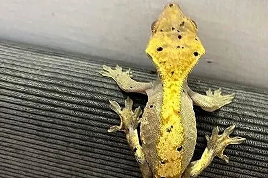 Gekon Orzęsiony samiec Dalmatian dorosły bicolor, Śląskie, Bielsko-Biała